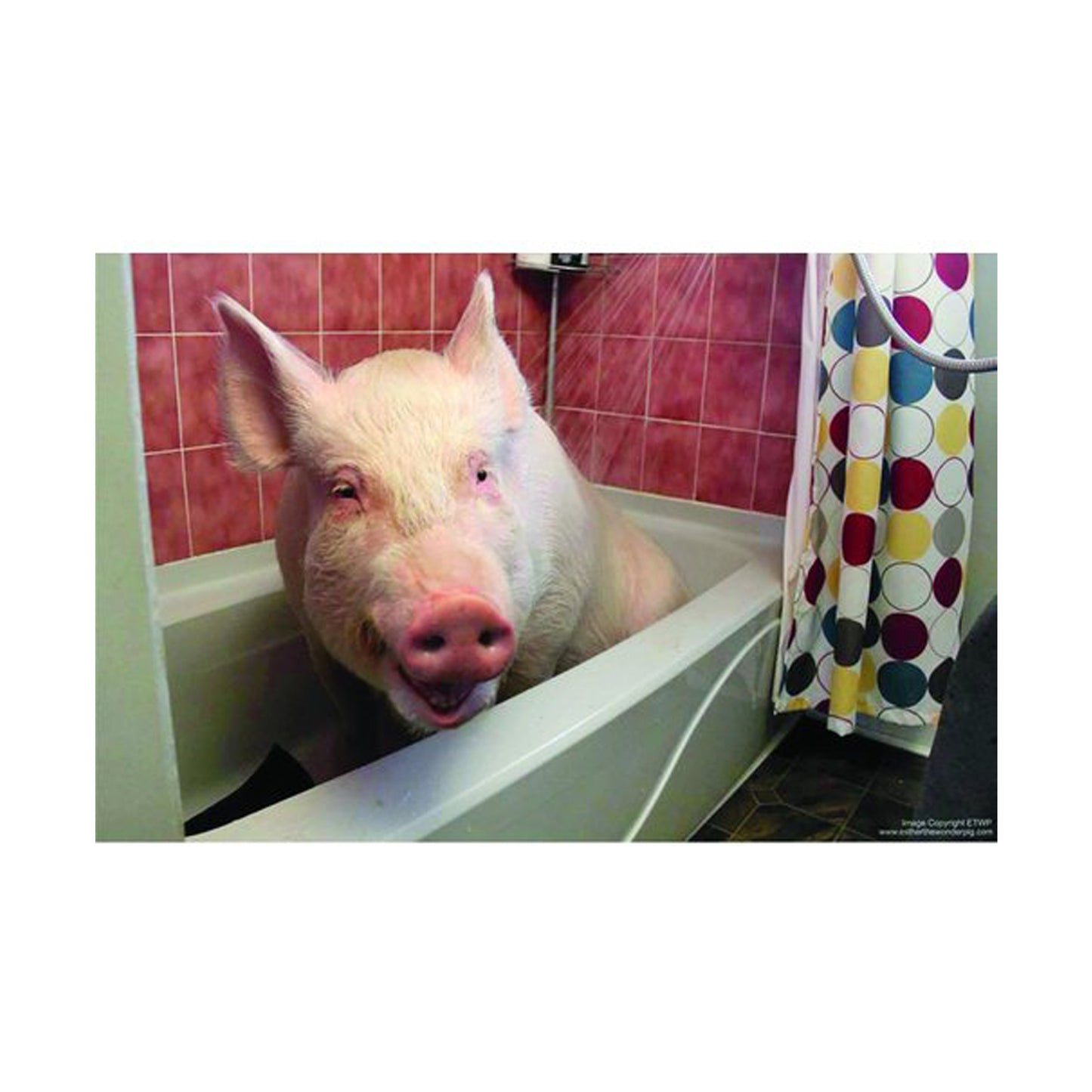 The True Adventures of Esther the Wonder Pig